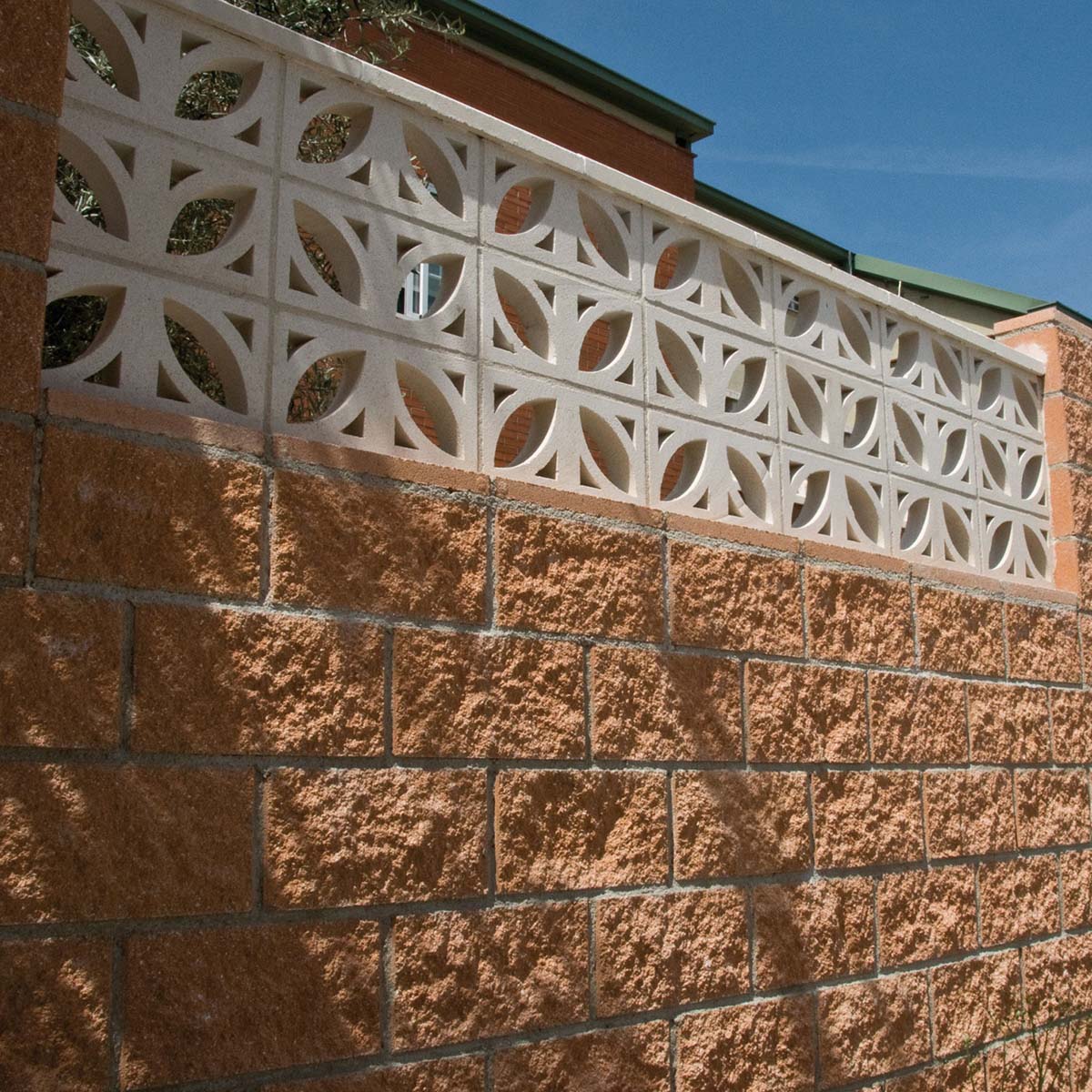 Foto von Ficus Lattice 6x20x40