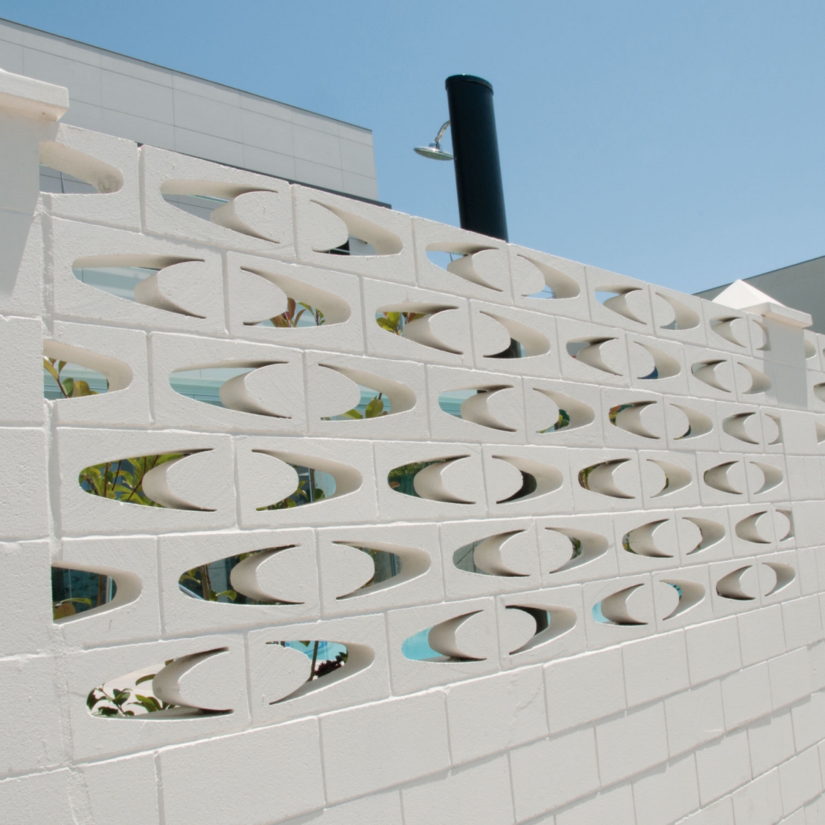 Celosia-Vinalopo-verniprens-5