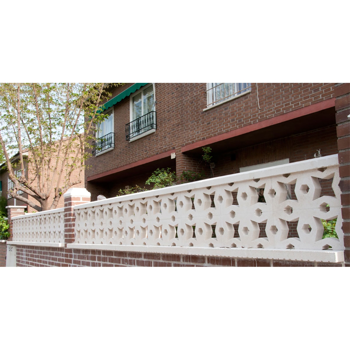 celosia-estrella-verniprens-5