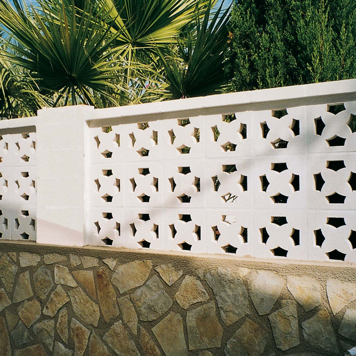 Celosia-Saturn-verniprens-2