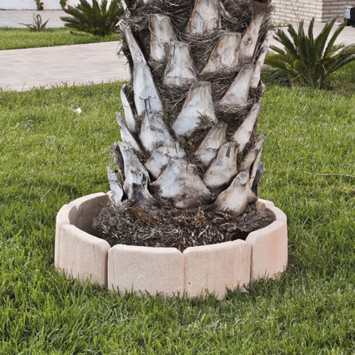 Árvore-poço-floresta-2