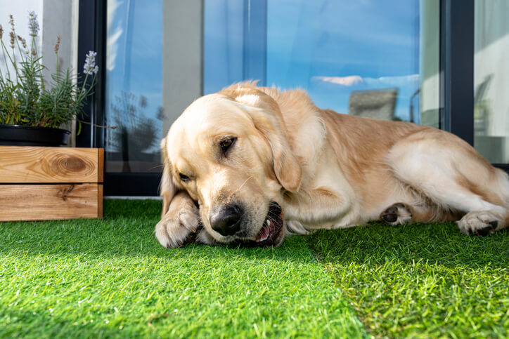 cesped artificial para delimitar un ambiente para el perro