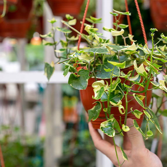 Hanging planters