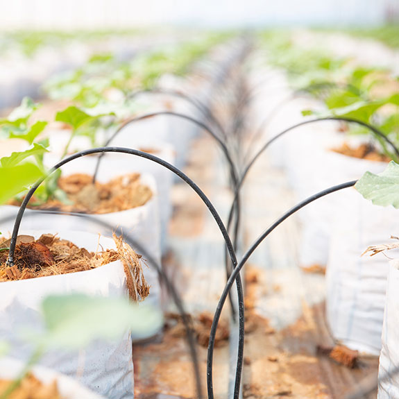 Consejos para mantener el jardín en buen estado durante el otoño 6 sistemas de riego