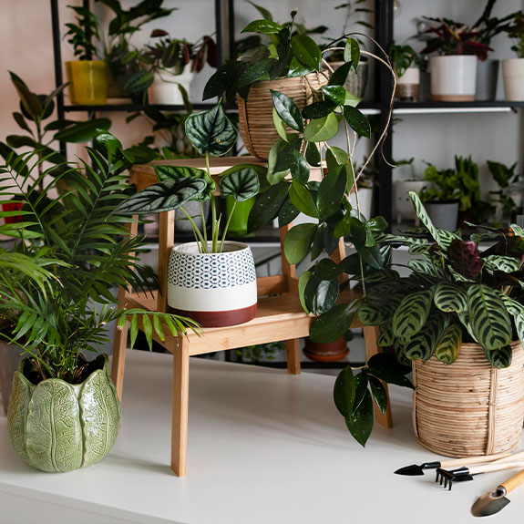 Solutions to prevent condensation in your home during winter 5 indoor plants