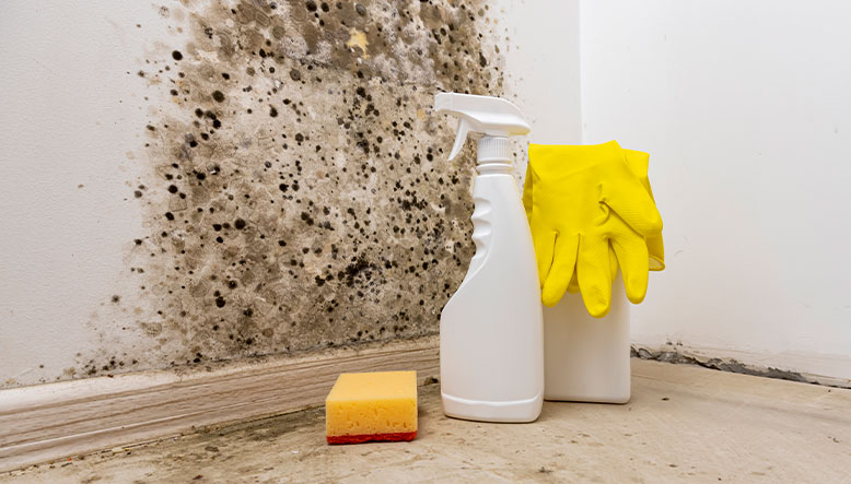 Soluciones prácticas para combatir el moho tras lluvias intensas prolongadas 3 moho en pared