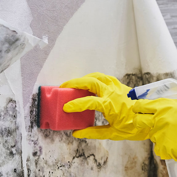 secado con esponja moho