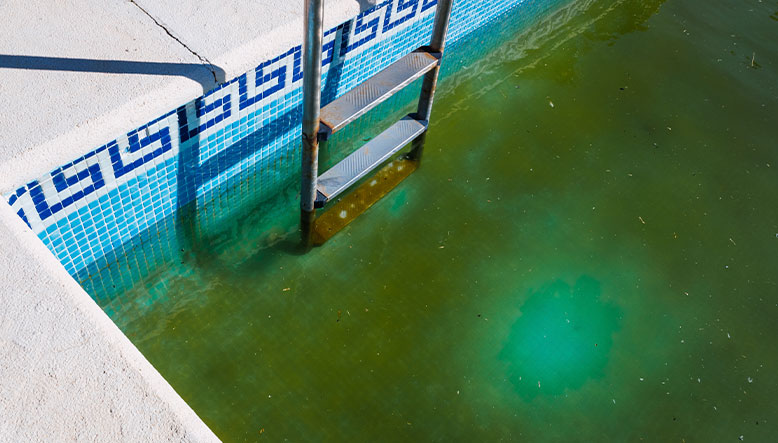 Cómo eliminar definitivamente las algas mostaza de tu piscina 1 Piscina con mucha alga