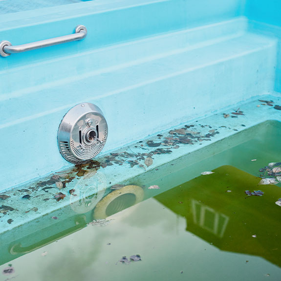 Cómo eliminar definitivamente las algas mostaza de tu piscina 3 Algas en los bordes